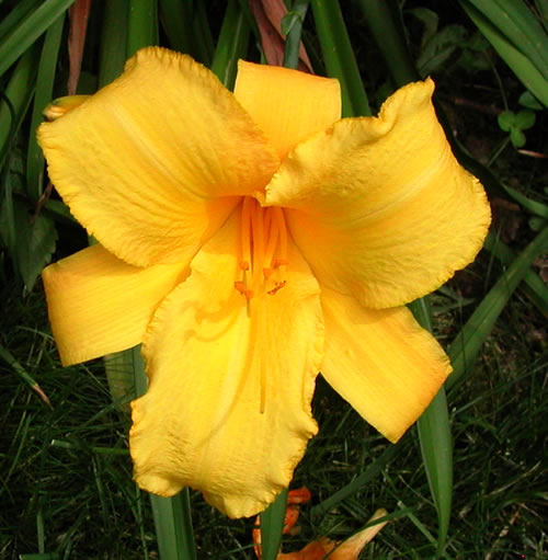 Hemerocallis Mary Todd